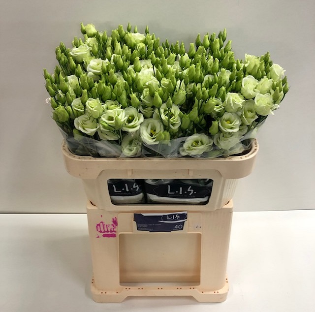 Lisianthus du rosita green.jpg